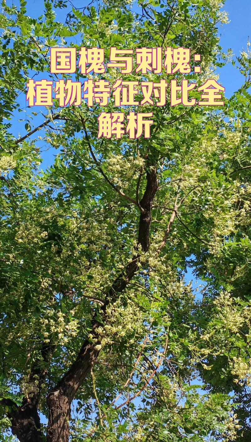 坟周围长了刺槐树好不好?风水与园艺双重视角下的乔木选择与管护指南 坟周围长刺槐树通常不推荐,存在风水与安全双重隐患
