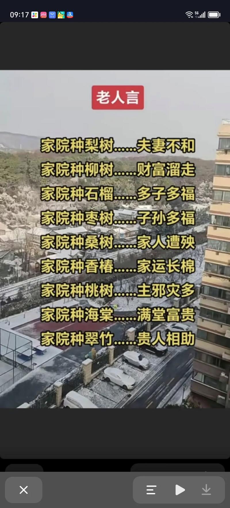 坟周围长了刺槐树好不好?风水与园艺双重视角下的乔木选择与管护指南 FAQ