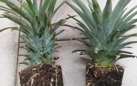 阳台盆栽菠萝种植全攻略：从育苗到结果的8个关键技术步骤