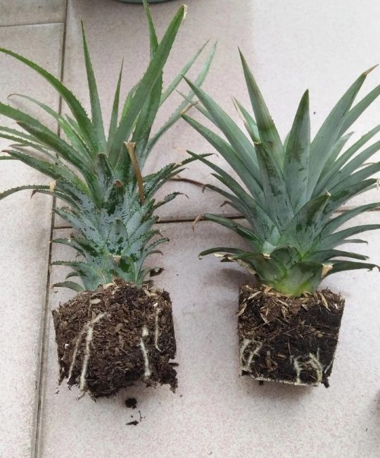 阳台盆栽菠萝种植全攻略：从育苗到结果的8个关键技术步骤