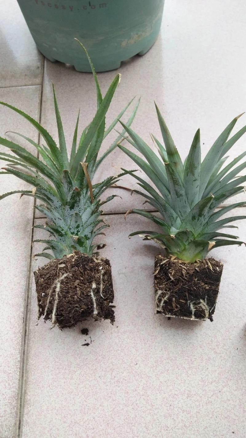 阳台盆栽菠萝种植全攻略:从育苗到结果的8个关键技术步骤 阳台盆栽菠萝种植全攻略:从育苗到结果的8个关键技术步骤