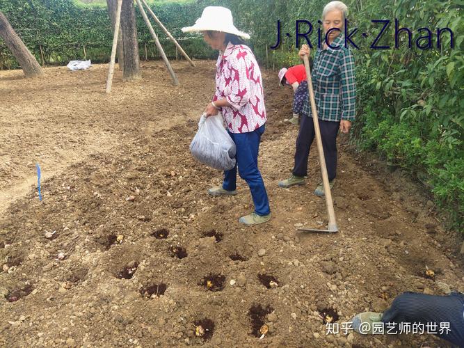 巴旦木怎么简单剥壳?园艺种植与收获后的实用技巧 二、巴旦木简单剥壳的几种方法
