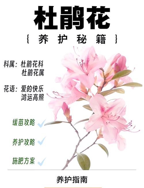 杜鹃花受冻了怎么办?别慌,这份急救与养护指南请收好 三、冻害后的急救步骤
