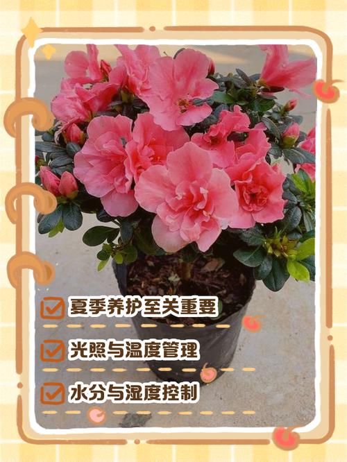 杜鹃花受冻了怎么办?别慌,这份急救与养护指南请收好 结语