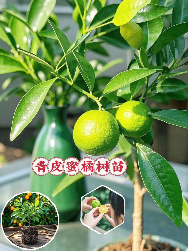 柑橘苗多少钱一颗?2026年最新价格区间与选购指南 运输影响价格:物流成本占10%-30%