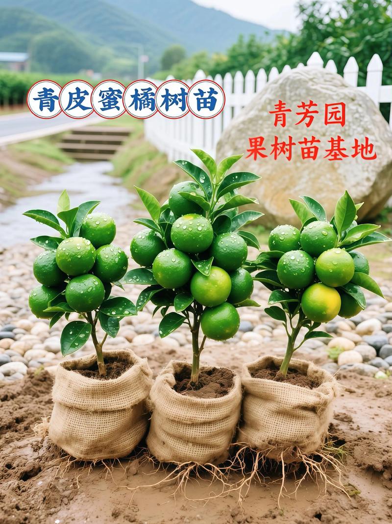 柑橘苗多少钱一颗?2026年最新价格区间与选购指南 常见问题(FAQ)
