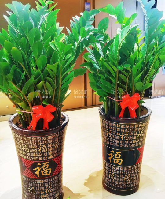 玄关挂摇钱树好吗？园艺师告诉你玄关植物摆放的最佳选择