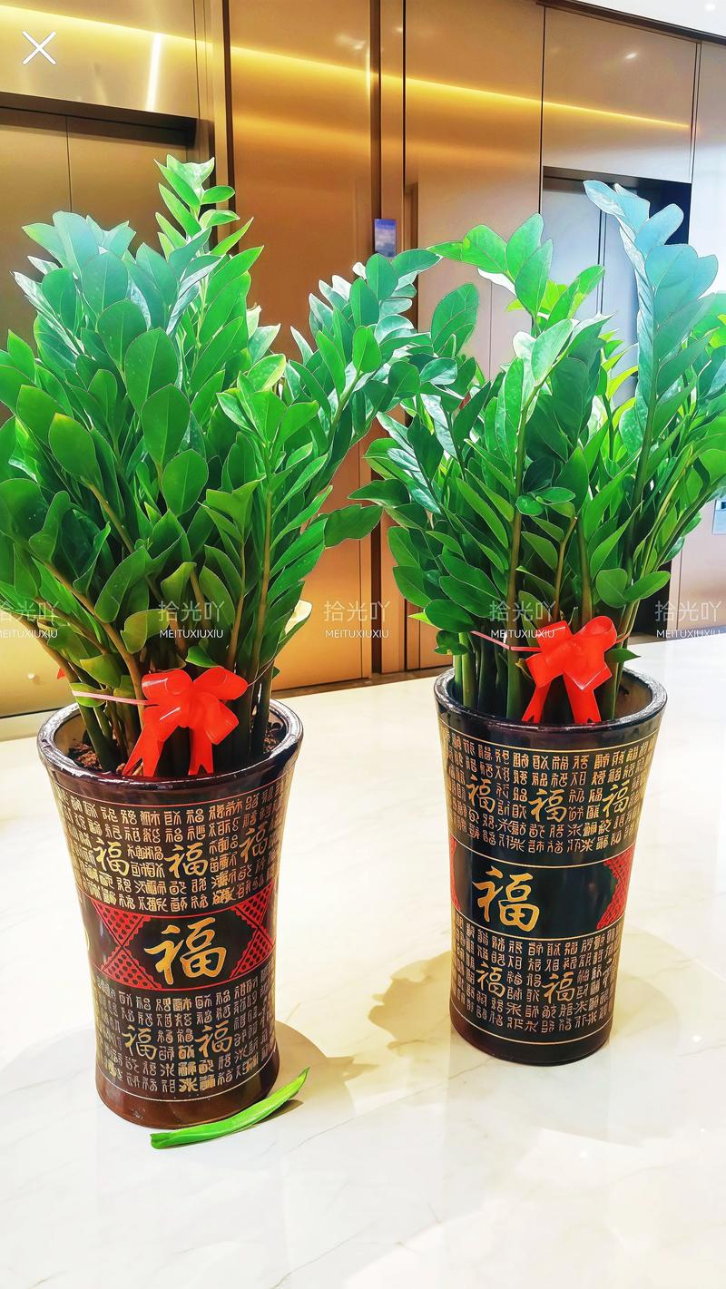 玄关挂摇钱树好吗?园艺师告诉你玄关植物摆放的最佳选择 玄关挂摇钱树好吗?园艺师告诉你玄关植物摆放的最佳选择