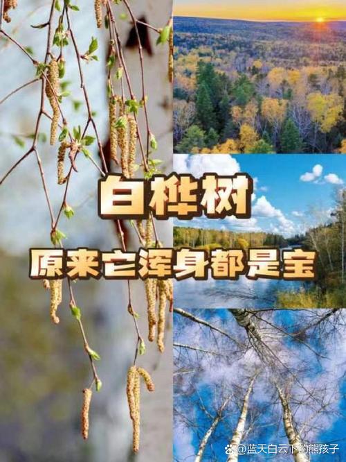 白桦树的象征意义与庭院种植指南 盆栽方案(适合阳台或小庭院)