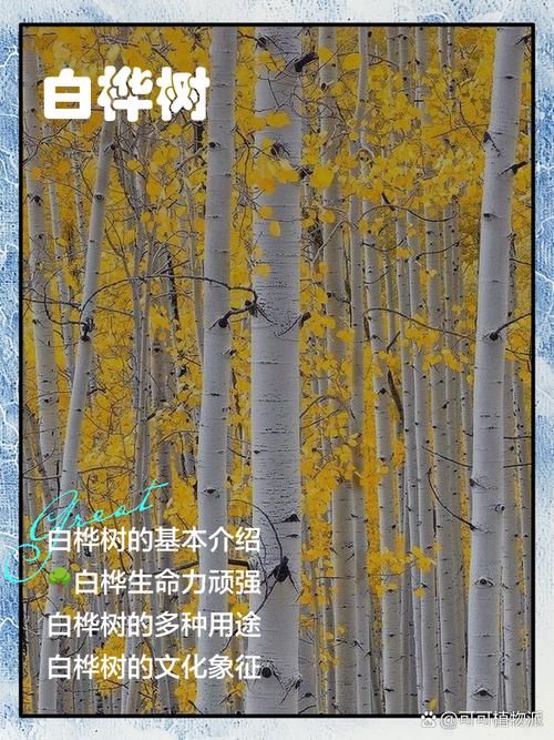 白桦树的象征意义与庭院种植指南 观赏效果设计