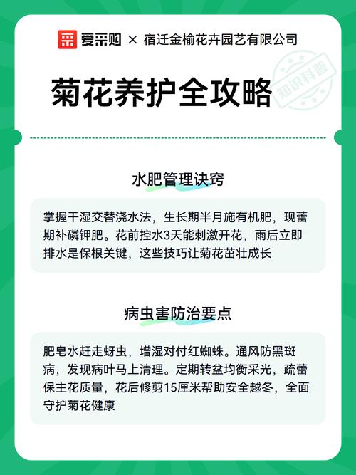菊花养护指南:施肥一次用多少克?精准用量与盆栽地栽全攻略 越冬与越夏管理