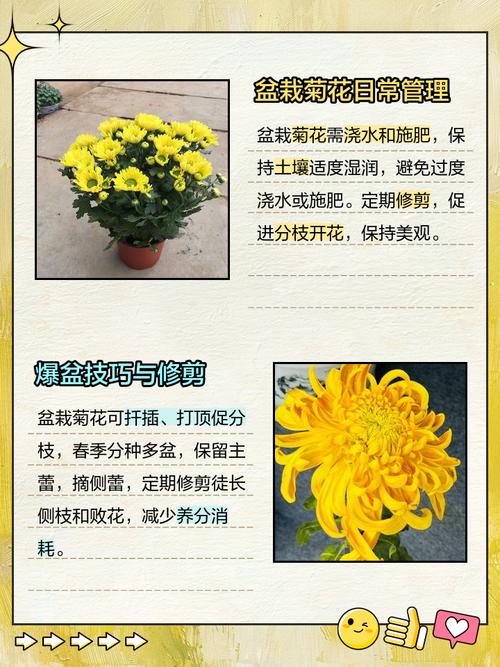 菊花养护指南:施肥一次用多少克?精准用量与盆栽地栽全攻略 常见误区与纠正