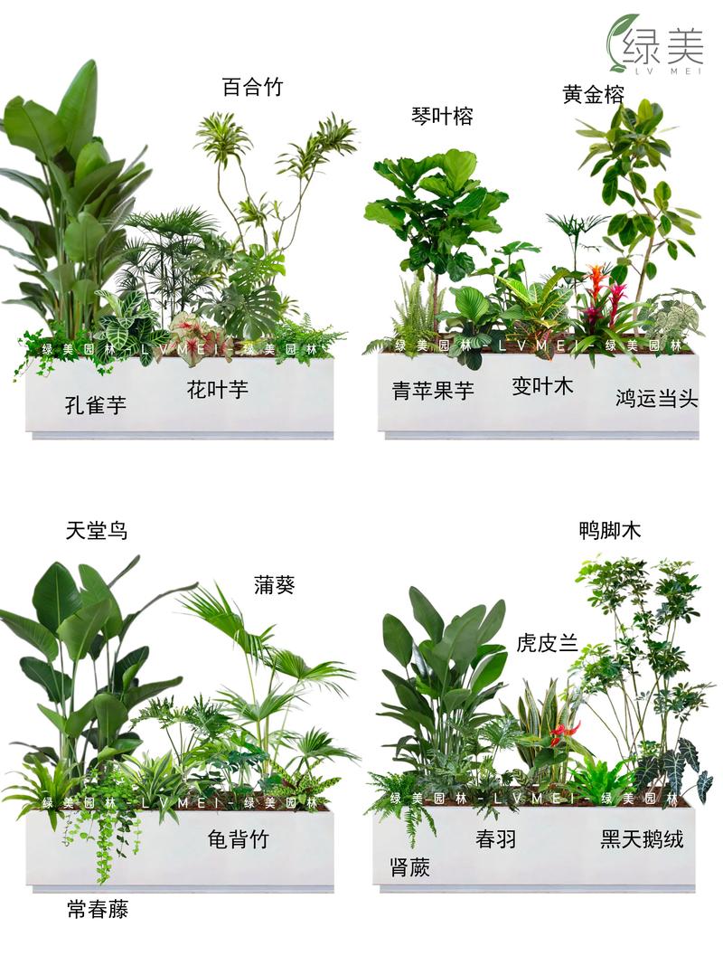 室内绿植盆栽多少钱?2026年价格区间与影响因素全解析 规格如何影响价格?