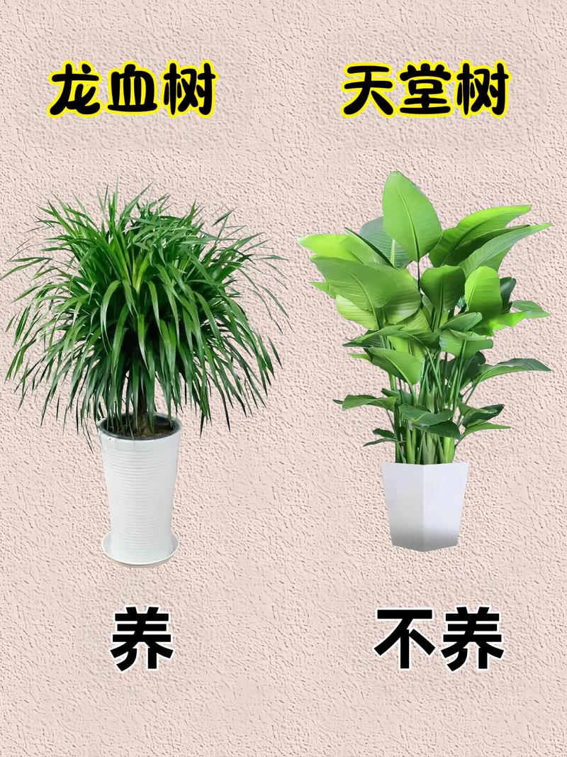 室内绿植盆栽多少钱?2026年价格区间与影响因素全解析 不同场景下的价格建议