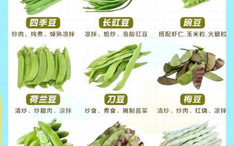 豆角种子哪个品种好？豇豆与四季豆6维度深度对比，帮你快速选对品种