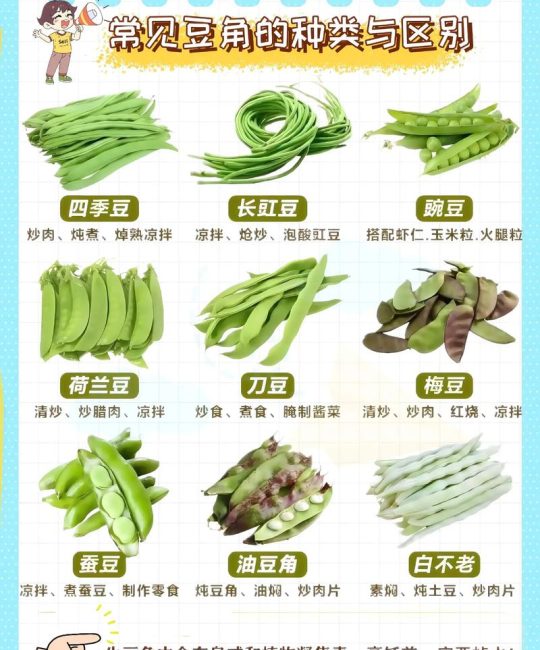 豆角种子哪个品种好？豇豆与四季豆6维度深度对比，帮你快速选对品种