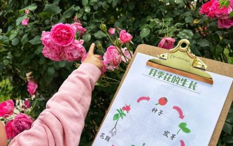 月季花如何种植？从选苗到缓苗的完整实操指南