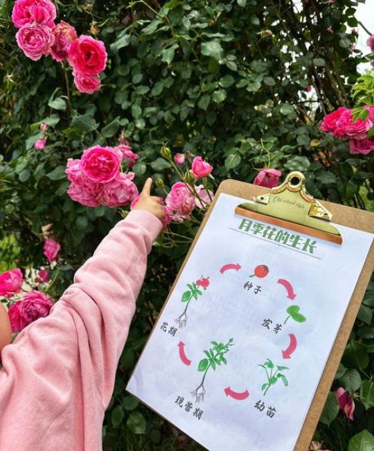 月季花如何种植？从选苗到缓苗的完整实操指南