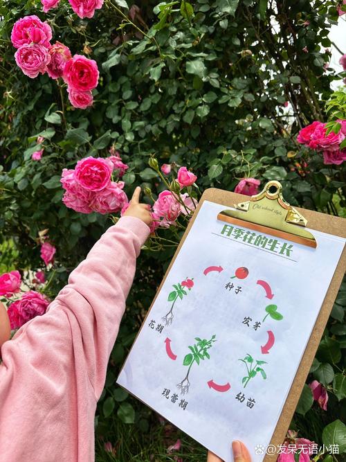 一、适宜时间：选对季节，成活率翻倍