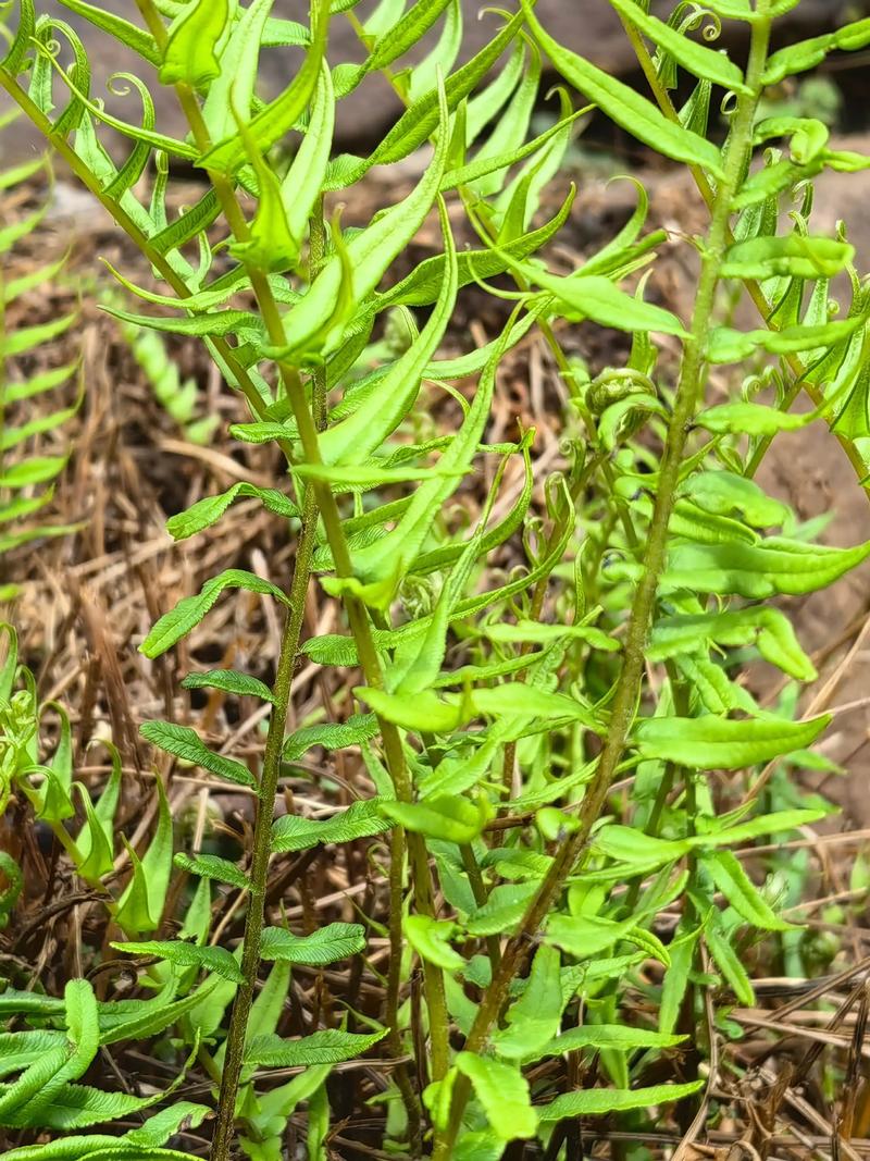 蜈蚣草怎么养?家庭养护全指南:浇水、施肥、光照与换盆技巧 施肥:薄肥勤施,以观叶型肥料为主