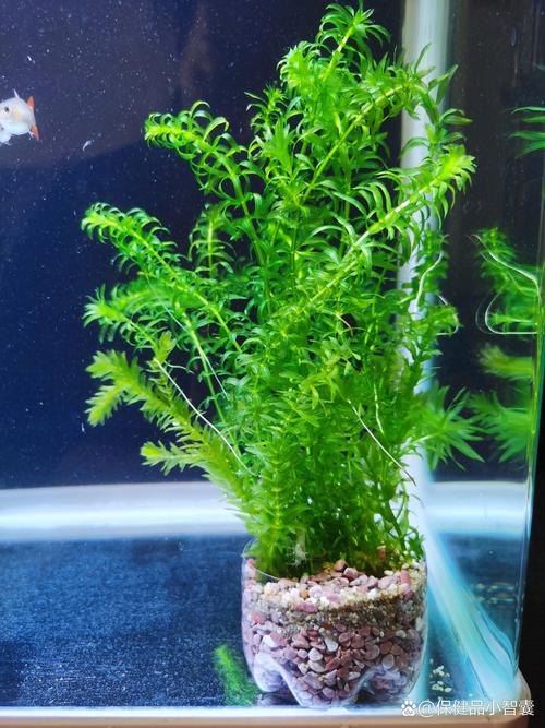 蜈蚣草怎么养?家庭养护全指南:浇水、施肥、光照与换盆技巧 光照:明亮散射光,最忌烈日暴晒