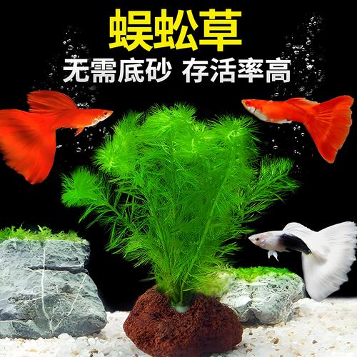 蜈蚣草怎么养?家庭养护全指南:浇水、施肥、光照与换盆技巧 越冬越夏:夏季防暴晒,冬季防冻伤