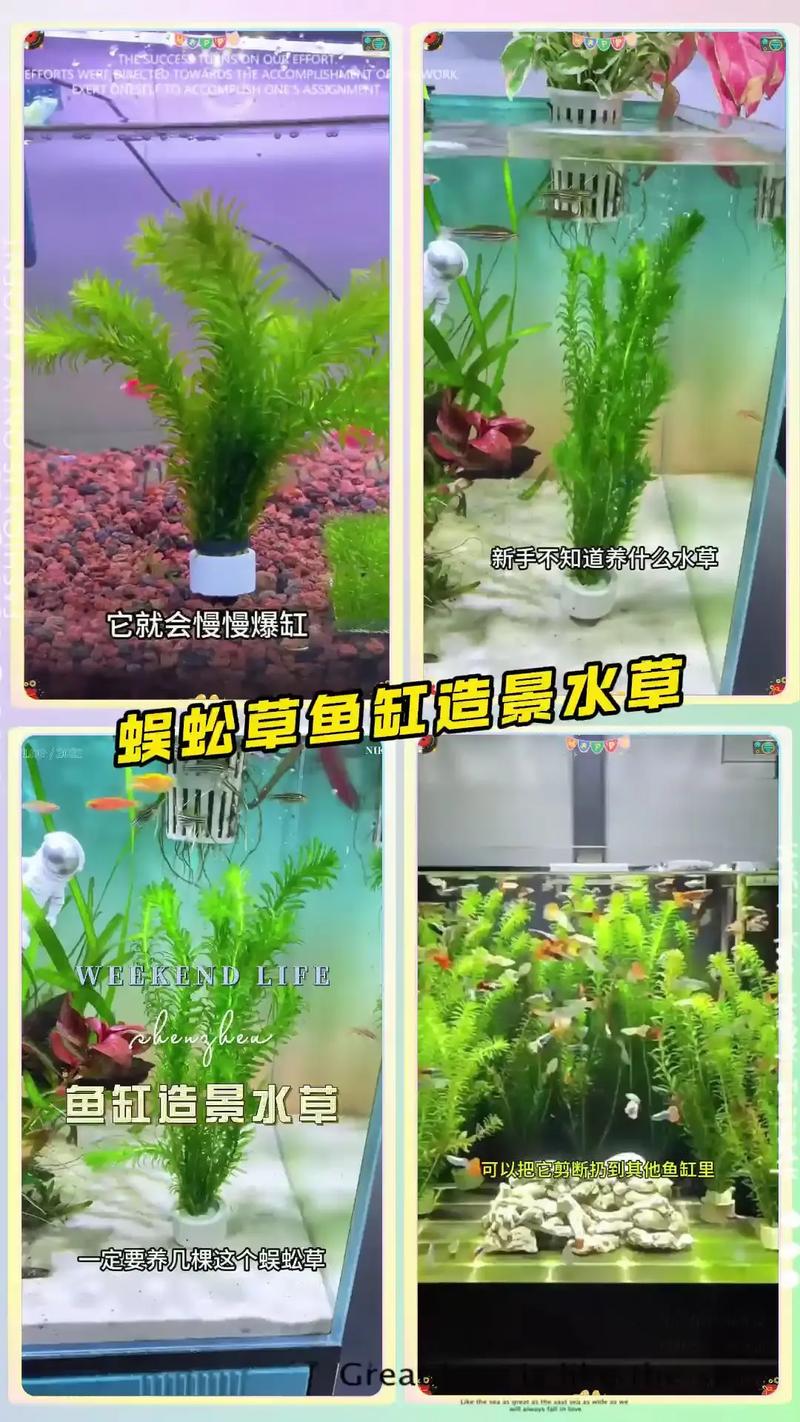 蜈蚣草怎么养?家庭养护全指南:浇水、施肥、光照与换盆技巧 换盆与田间管理:春末秋初是换盆黄金期