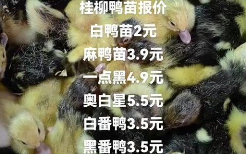 鸭苗买多少钱一只，2025年各地报价全解析