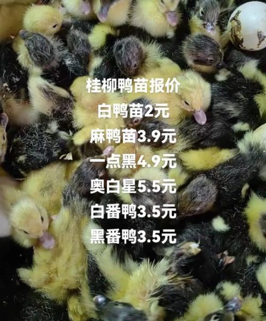 鸭苗买多少钱一只，2025年各地报价全解析