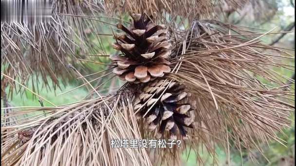 松子能长成松树吗?——从种子到乔木的全过程指南 乔木后期管理的常见问题