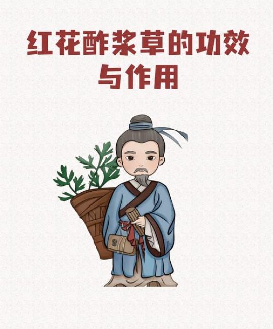酢浆草吃了会中毒吗？安全食用与园艺须知