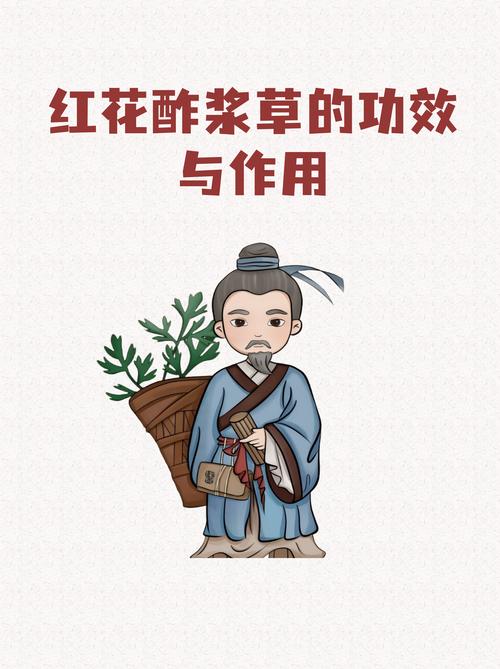 一、认识酢浆草——花园里的“酸味精灵”