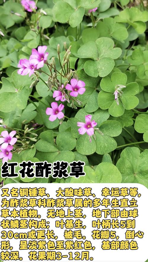 二、酢浆草的毒性来源——草酸的双面性