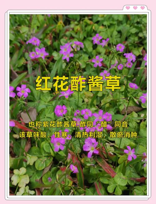 三、科学看待“中毒”——适量与禁忌