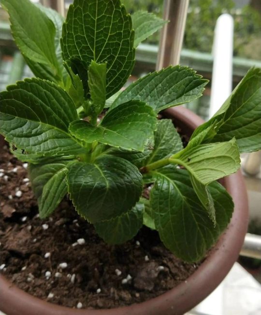 绣球花种植时间和方法：从选时到爆花的全流程指南