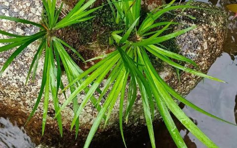石菖蒲开花是什么样子？一组高清辨识指南解析它的隐秘花穗