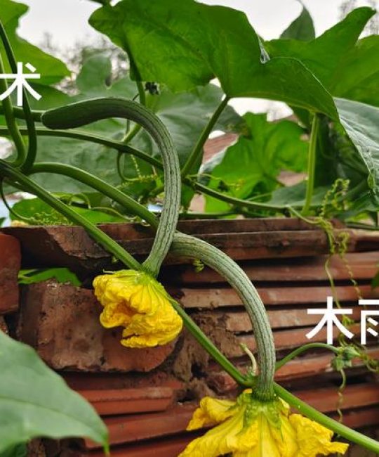 丝瓜留种子怎么留才好呢？掌握这5个关键步骤，年年都有好丝瓜