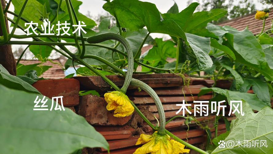 丝瓜留种子怎么留才好呢?掌握这5个关键步骤,年年都有好丝瓜 一、选瓜:留种丝瓜的“门槛”不能低