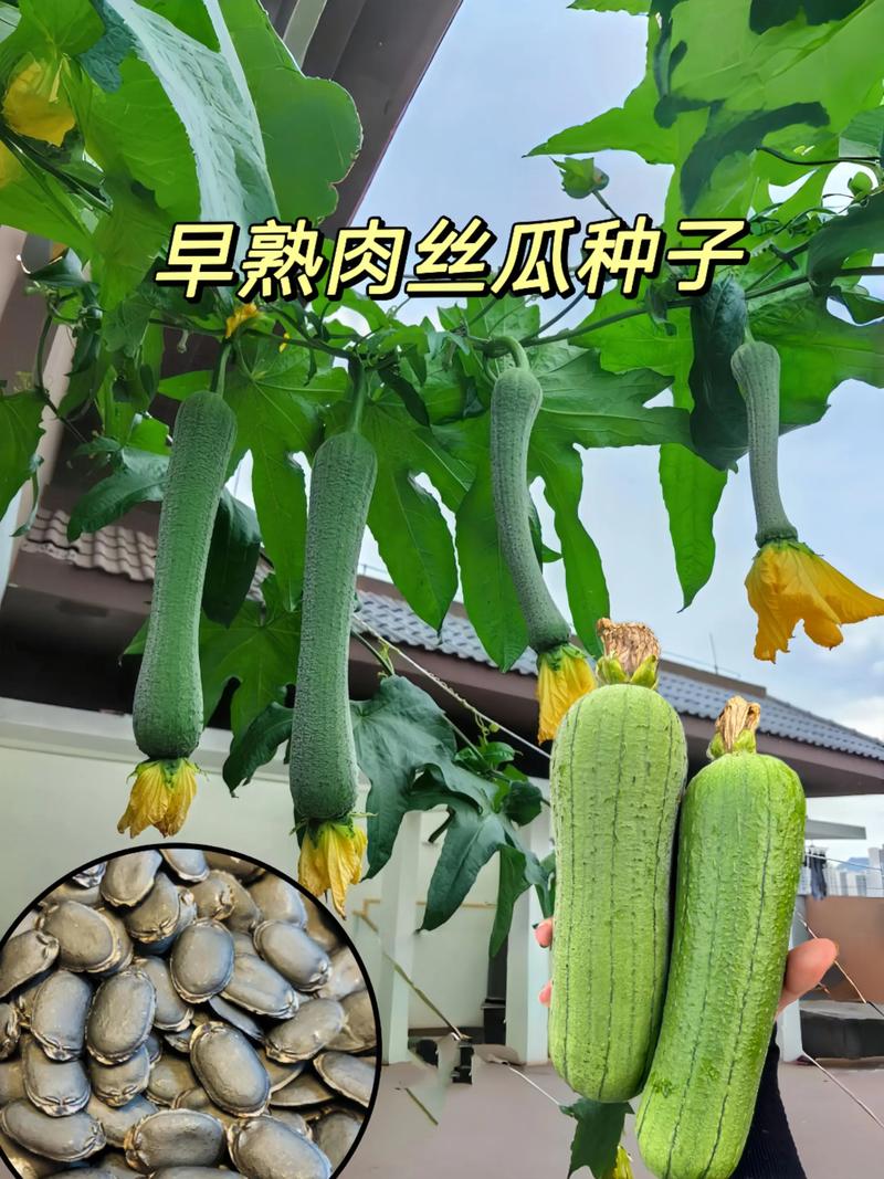 丝瓜留种子怎么留才好呢?掌握这5个关键步骤,年年都有好丝瓜 四、晾晒:种子“晒太阳”有讲究