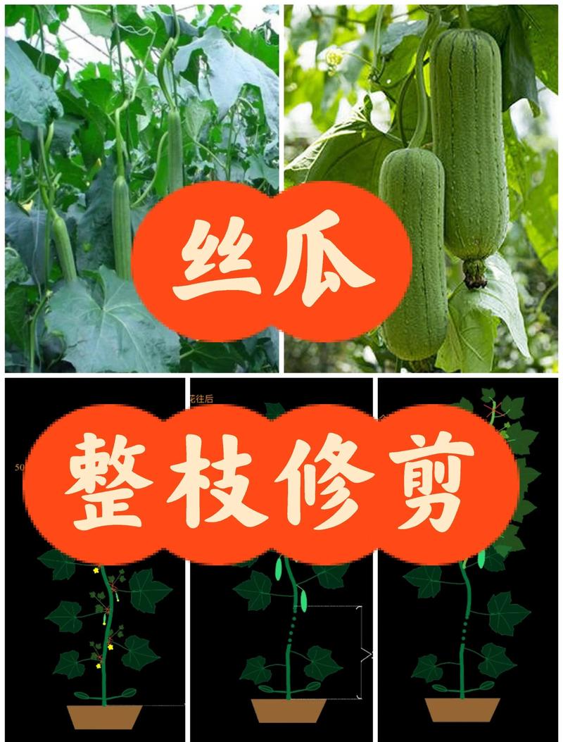 丝瓜留种子怎么留才好呢?掌握这5个关键步骤,年年都有好丝瓜 六、选种小贴士:自留种与杂交种的区别