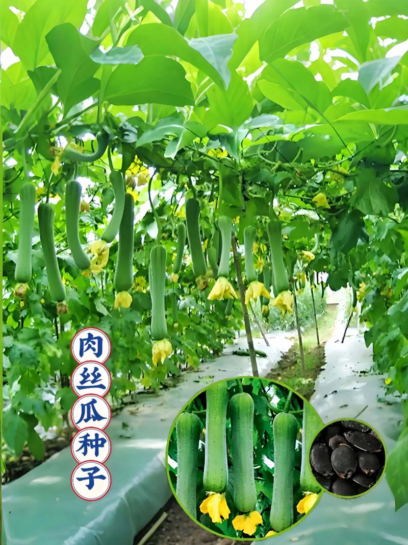 丝瓜留种子怎么留才好呢?掌握这5个关键步骤,年年都有好丝瓜 结语