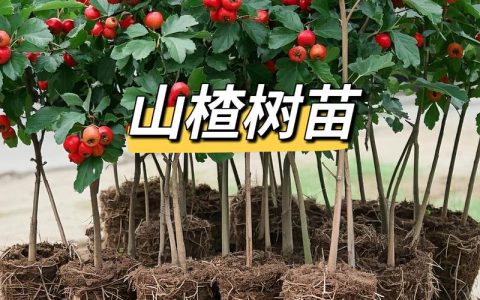 山楂苗一棵多少钱？2026年规格、品种与选购全攻略