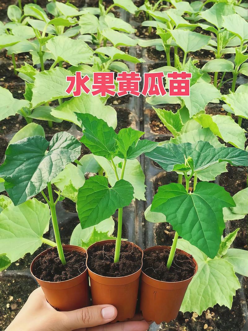 现在有黄瓜苗卖吗?什么时候买、怎么挑、移栽后怎么做 哪里买黄瓜苗更靠谱?