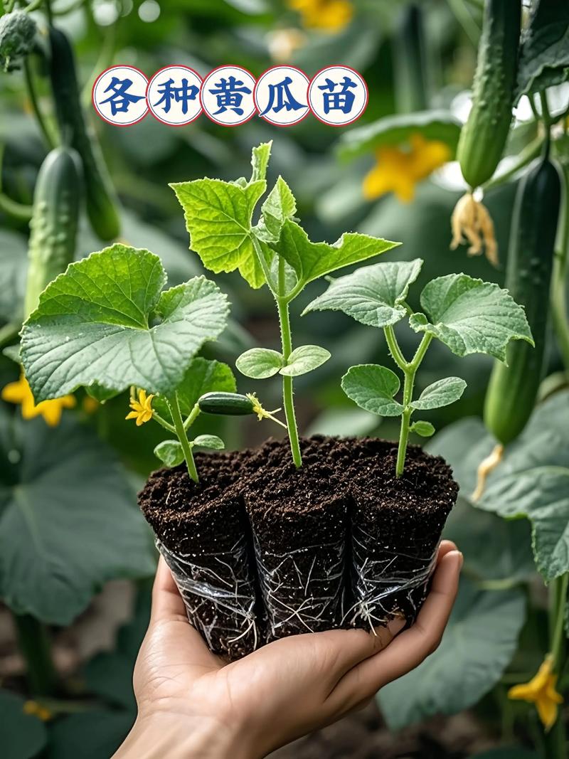 现在有黄瓜苗卖吗?什么时候买、怎么挑、移栽后怎么做 怎么挑出壮苗?