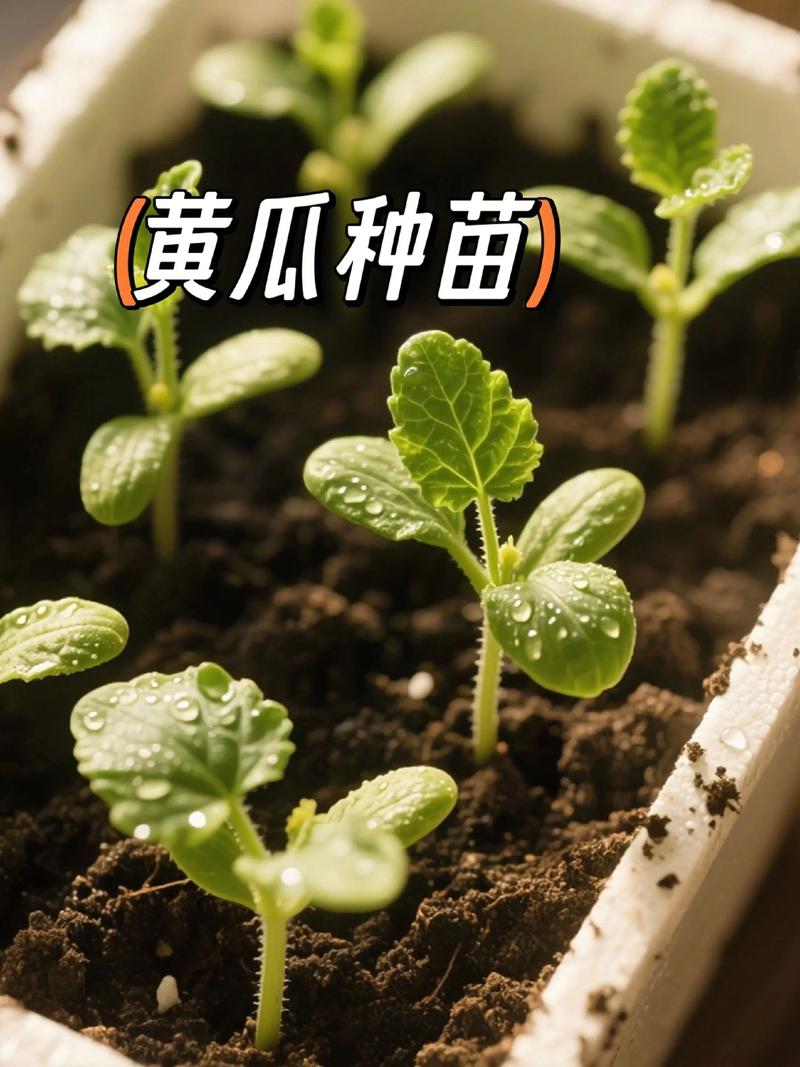 现在有黄瓜苗卖吗?什么时候买、怎么挑、移栽后怎么做 买回来的苗怎么移栽?