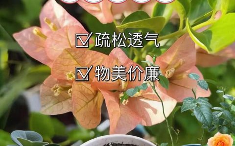 泥炭土能直接种花吗？园艺误区与正确使用方法