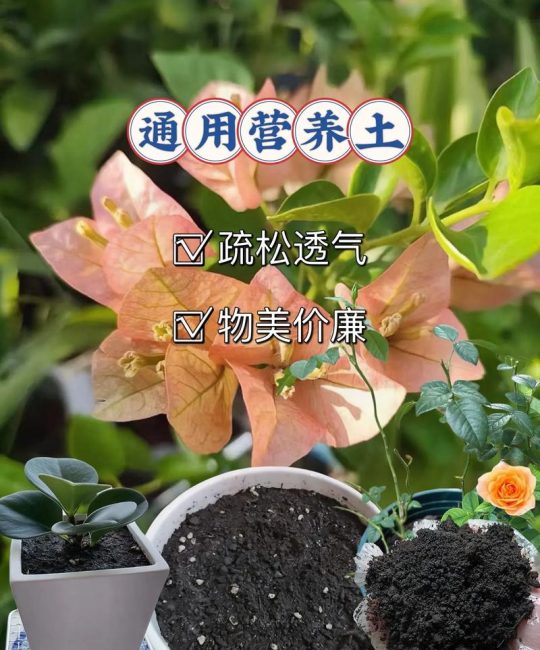 泥炭土能直接种花吗？园艺误区与正确使用方法