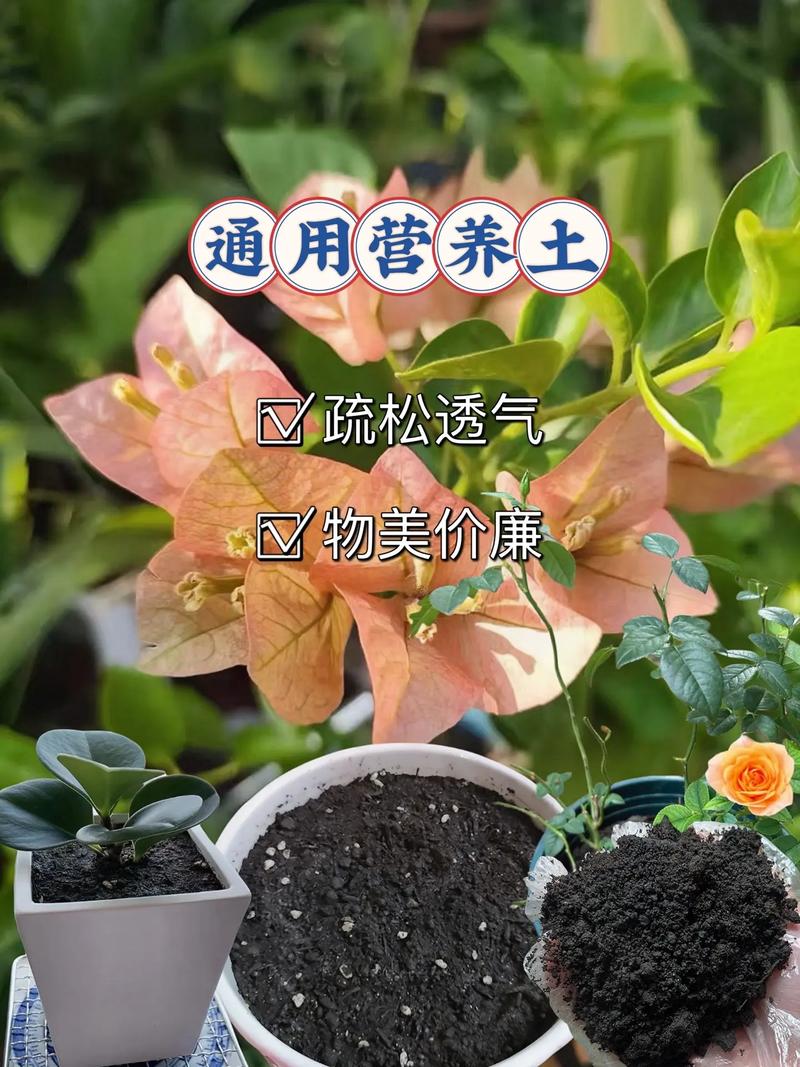 泥炭土能直接种花吗?园艺误区与正确使用方法 泥炭土能直接种花吗?园艺误区与正确使用方法