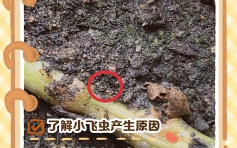 家里种的花有小飞虫怎么办？科学防治指南，告别烦恼