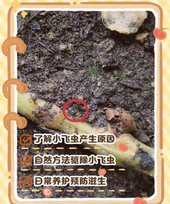 家里种的花有小飞虫怎么办？科学防治指南，告别烦恼